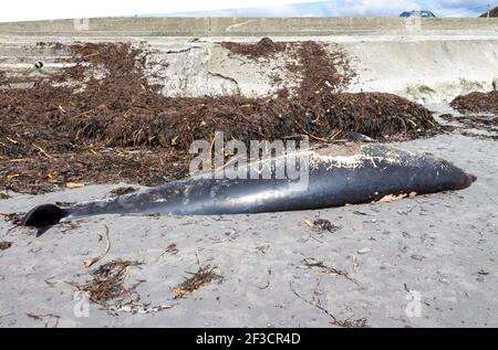 Dead Sowerby's beaked whale (Mesoplodon bidens), North Atlantic or North Sea beaked whale, washed up on beach Stock Photo