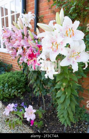 Oriental lilies, Muscadet lily in a flower border, English garden, UK Stock Photo
