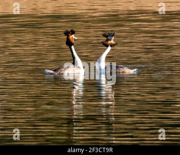Linlithgow, UK. 16th Mar, 2021. Spring Weather: Great Crested Grebes perform their courtship dance on Linlithgow loch, Linlithgow, Scotland. In spring, displaying Great Crested Grebes put on a spectacular display on lakes, reservoirs and gravel pits over most of the UK. Both sexes grow black and orange facial ruffs and black ear-tufts known as tippets, which they use in a special ceremony to establish their bonds in the breeding season. Credit: Ian Rutherford/Alamy Live News
