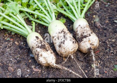 Mooli radish (daikon) plants and roots, mooli kumbong variety in a vegetable bed in a UK garden. Also known as white radishes or Chinese radish Stock Photo