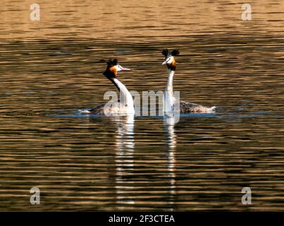 Linlithgow, UK. 16th Mar, 2021. Spring Weather: Great Crested Grebes perform their courtship dance on Linlithgow loch, Linlithgow, Scotland. In spring, displaying Great Crested Grebes put on a spectacular display on lakes, reservoirs and gravel pits over most of the UK. Both sexes grow black and orange facial ruffs and black ear-tufts known as tippets, which they use in a special ceremony to establish their bonds in the breeding season. Credit: Ian Rutherford/Alamy Live News