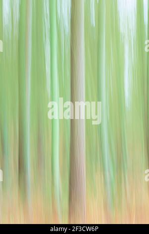 Nature background or pattern. Trees in a forest with abstract artistic motion blur Stock Photo
