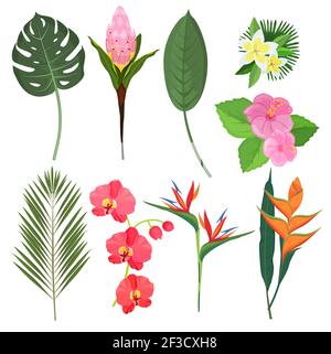 Tropical flowers. Exotic herbal bouquets polynesian bali decoration plants vector flowers Stock Vector