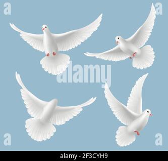 White pigeons. Dove love flying birds in sky symbols of freedom and wedding vector realistic pictures Stock Vector