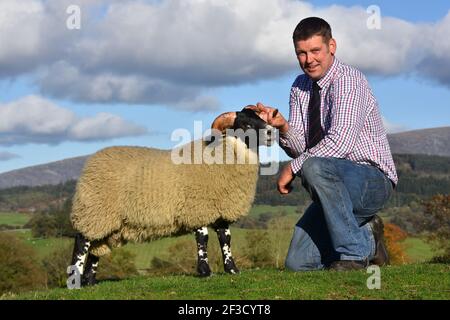 Blackface tup lamb sale at Newton Stewart, Scotland Stock Photo