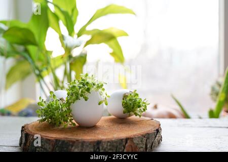 microgreens in the eggshells on wooden background, easter concept Stock Photo