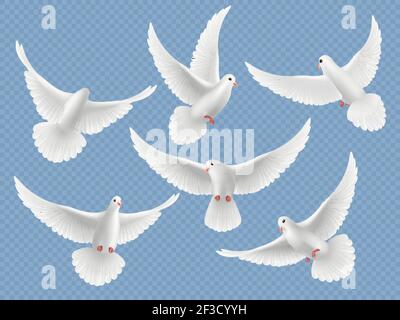 Realistic doves. White freedom flying birds pigeons religion symbols vector pictures collection Stock Vector