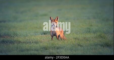 Red fox Vulpes he caught a mouse in the meadow and looked around with the catch, the best photo Stock Photo