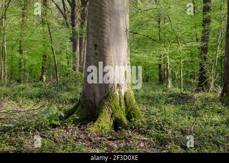 Beech tree mossy foot in a green springtime forest Stock Photo
