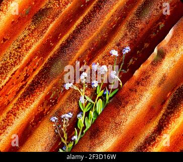 forget me nots, in rusted corrugated iron sheeting, Stock Photo