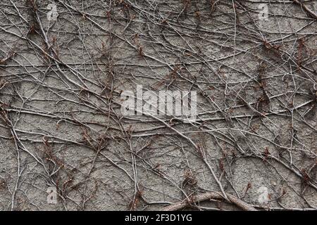 background - stone wall, covered with a natural pattern of dry winter stems of wild vines Stock Photo