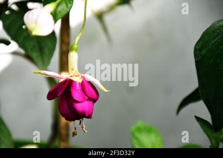 beautiful Fuchsia hybrida flower Stock Photo