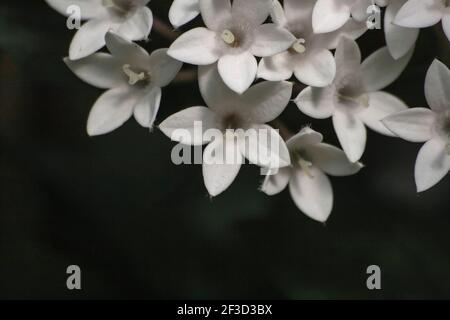 Pentas lanceolata, egyptian starcluster white flowers Stock Photo