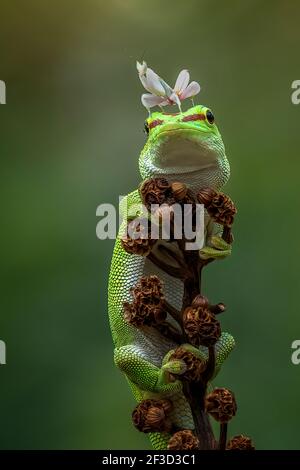 The two sat calmly together until the mantis flew away. BEKSAI, INDONESIA: THIS ADORABLE gecko looked like it was wearing a crown when a one-inch mant Stock Photo