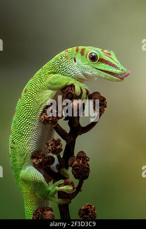 The gecko awaited on a branch for a tasty treat to fly by. BEKSAI, INDONESIA: THIS ADORABLE gecko looked like it was wearing a crown when a one-inch m Stock Photo