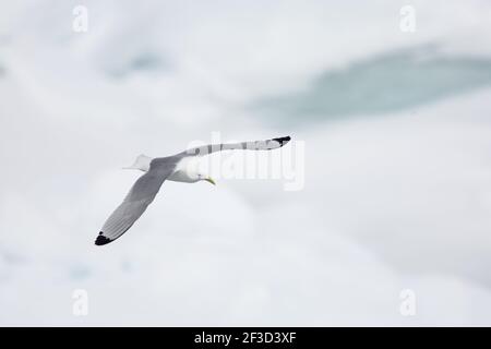 Kittiwake - In flight over sea iceLarus tridactyla Svalbard (Spitsbergen) Norway BI016941 Stock Photo
