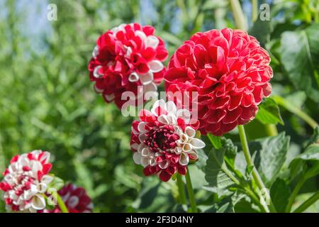 Dahlia beautiful flowers in ornamental garden Stock Photo