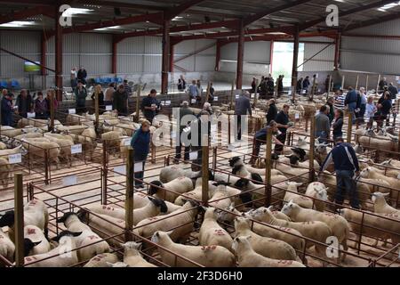 Logie Durno on farm sale, Insch Aberdeenshire Stock Photo