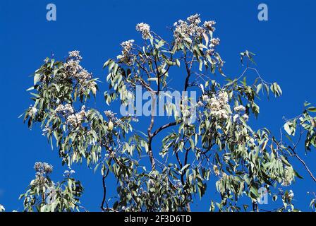 Australia, white blooming eucalyptus tree Stock Photo