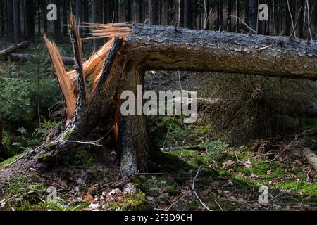 Storm damage: cracked pine tree in a forest Stock Photo