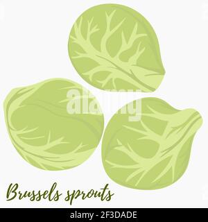 Brussels sprouts, vector. Heads of cabbage on a white background. Green vegetables, food. Stock Vector