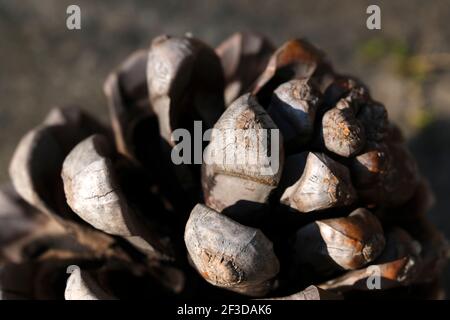 Macro shot of a pine cone at outdoor Stock Photo