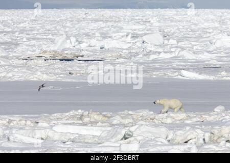 Polar Bear - On sea iceUrsus maritimus Svalbard (Spitsbergen) Norway MA001830 Stock Photo