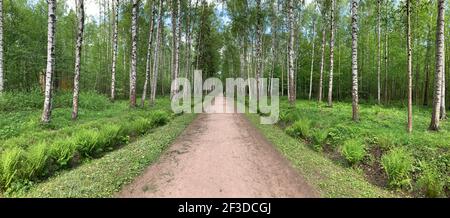 Panoramic image of the straight path in the forest among birch trunks in sunny weather, sun rays break through the foliage, nobody Stock Photo