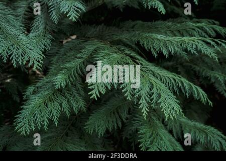 Detail of evergreen thuja tree green foliage Stock Photo