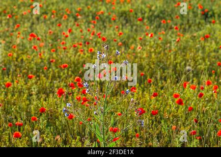 Anchusa azuera blue flowers on red poppies field Stock Photo