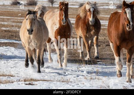 USA, Colorado, Westcliffe, Music Meadows Ranch. Herd of mixed breed horses running in the snow. Stock Photo