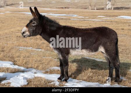 USA, Colorado, Custer County, Westcliffe, Music Meadows Ranch. Cute ranch donkey. Stock Photo