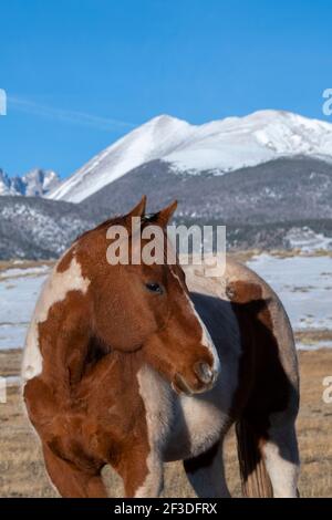 Colorado, Westcliffe, Music Meadows Ranch. Paint horse with Rocky Mountains in the distance. Stock Photo