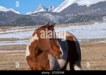 Colorado, Westcliffe, Music Meadows Ranch. Paint horse with Rocky Mountains in the distance. Stock Photo