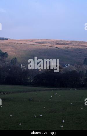 Sheep on a Northumberland hillside Stock Photo - Alamy