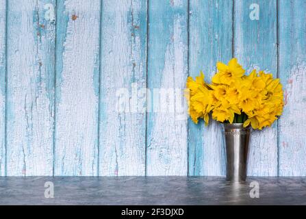 A bouquet of daffodils in a vase against rustic wooden blue wall with copy space. Stock Photo