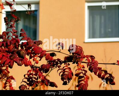 beautiful red and tree leaves closeup.  autumn scen. bright sunlight. fall season concept. apartment stucco exterior wall background. white windows. Stock Photo