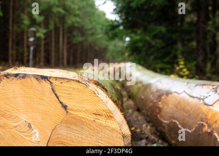 Closeup on freshly cut pine tree trunks laying on the ground, after the wood cut in the rain. Nice textures and adventure atmosphere Stock Photo