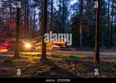 Lone Red Car with flashy headlights Passing through  chopped wood pile in pine forest to moselle in evening Stock Photo