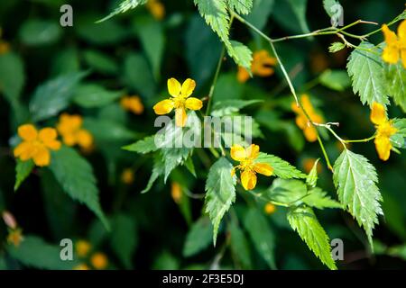 Closeup of the creeping buttercup (Ranunculus repens) in the garden Stock Photo