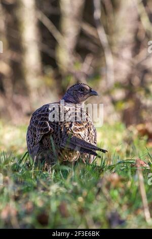 Hen Pheasant on grassland feeing on ground Stock Photo