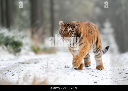 Siberian tiger walking, front view on path in the forest. A dangerous beast in its natural habitat. Stock Photo