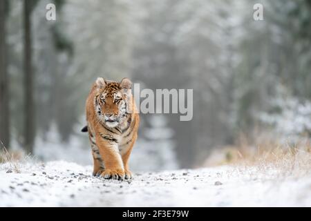 Siberian tiger walking, front view on path in the forest. Panthera tigris altaica Stock Photo