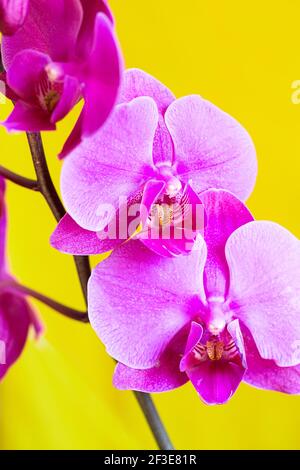 Purple orchid flower phalaenopsis, phalaenopsis or falah on a yellow background. Butterfly orchids. Violet orchid flowers and blossoms. Pink Phalaenop Stock Photo