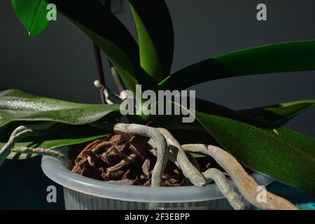 Close up of orchid stalk in a pot with air roots at home. Close up and copy space for design or text Stock Photo