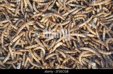 A closeup shot of a tangle of manure worms Stock Photo