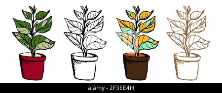Ficus plant in pot, vector botany illustration Stock Vector