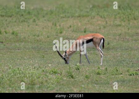 Thomson's gazelle is one of the best-known gazelles. It is named after explorer Joseph Thomson and is sometimes referred to as a 'tommie'. Stock Photo