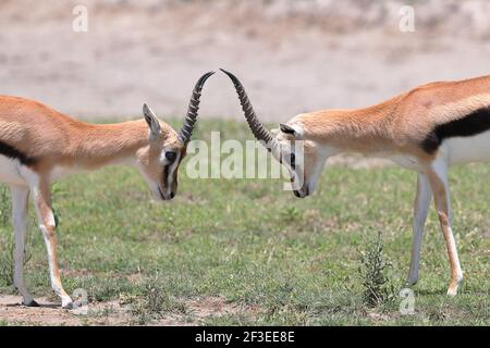 Thomson's gazelle is one of the best-known gazelles. It is named after explorer Joseph Thomson and is sometimes referred to as a 'tommie'. Stock Photo