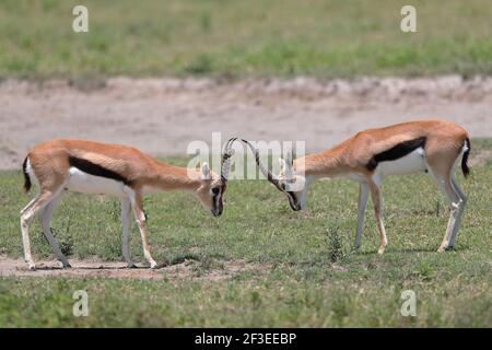 Thomson's gazelle is one of the best-known gazelles. It is named after explorer Joseph Thomson and is sometimes referred to as a 'tommie'. Stock Photo